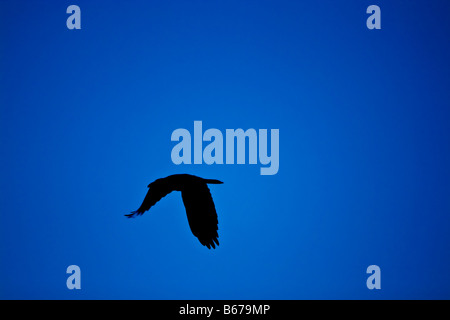 Silhouette eines fliegenden Vogels Stockfoto