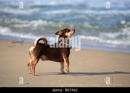 Braun Chiahuahua gräbt Suchanfragen und spielt an einem Sandstrand Stockfoto