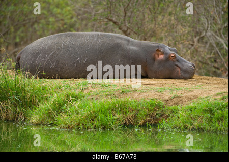 wild wild Hippo Nilpferd amphibische liegen schlafen Schlaf aus Wasser Wasserloch Süd-Afrika Südafrika groß Fett schwer Stockfoto