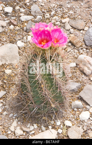 Herrlichkeit des Texas Thelocactus bicolor Var bicolor Tucson Arizona USA 14 Juni Pflanzen- und Blumen Cactaceae Stockfoto