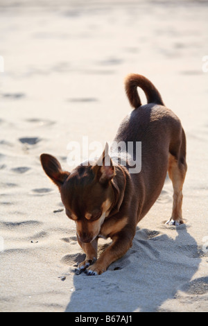 Braun Chiahuahua gräbt Suchanfragen und spielt an einem Sandstrand Stockfoto