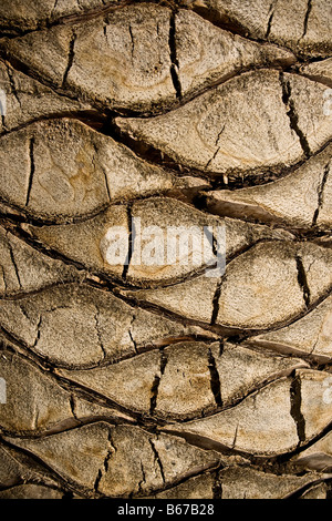 Detail einer Palme Stockfoto