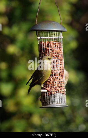Grünfink am Futterhäuschen für Vögel im Garten. Stockfoto