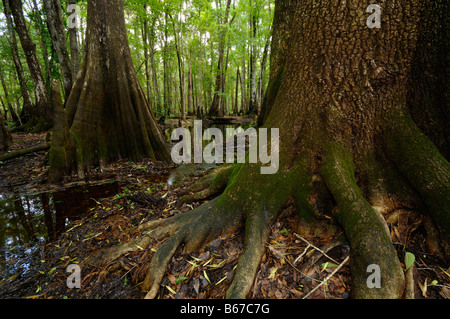 Sumpfzypresse Taxodium Distichum Chickenbranch Spüle Wakulla county North Florida Stockfoto