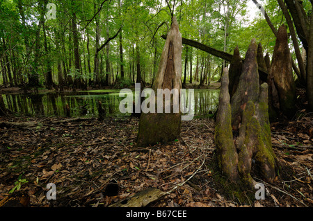 Sumpfzypresse Taxodium Distichum Chickenbranch Spüle Wakulla county North Florida Stockfoto