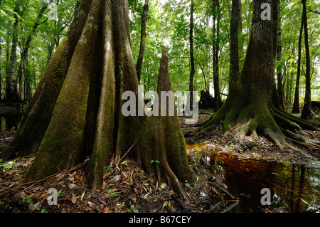 Sumpfzypresse Taxodium Distichum Chickenbranch Spüle Wakulla county North Florida Stockfoto