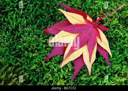 Acer Palmatum Ssp Amoenum, Herbstlaub auf Moos Stockfoto