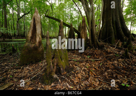 Sumpfzypresse Taxodium Distichum Chickenbranch Spüle Wakulla county North Florida Stockfoto