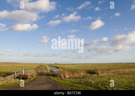 Elmley Marsh Nature Reserve Sheppey Kent UK Stockfoto