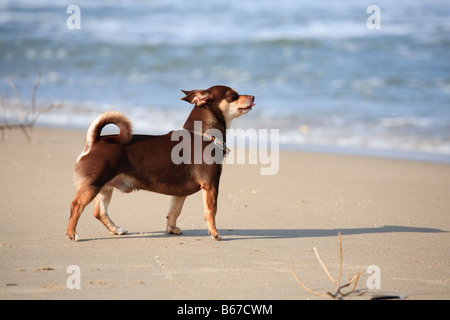 Braun Chiahuahua gräbt Suchanfragen und spielt an einem Sandstrand Stockfoto