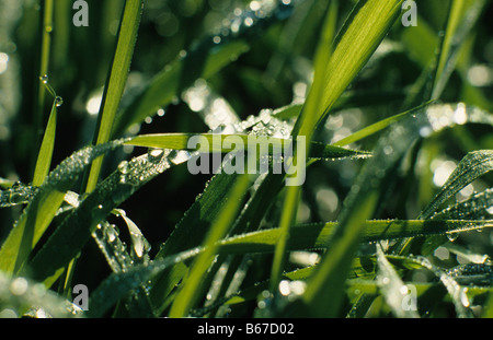 Nahaufnahme von Wassertropfen auf dem Rasen, UK. Stockfoto