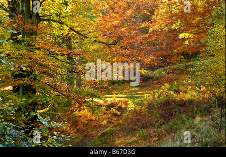 Ein schmaler Pfad schlängelt sich durch herbstliche Wälder in den Lake District National Park Cumbria England UK Stockfoto