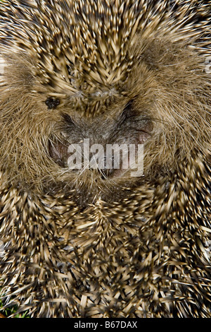 Igel in Kugel gerollt Stockfoto