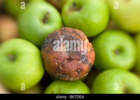 Faul fauler Apfel in unter grüne gesunde Äpfel Stockfoto