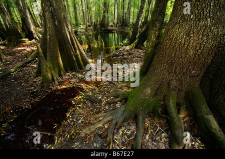 Sumpfzypresse Taxodium Distichum Chickenbranch Spüle Wakulla county North Florida Stockfoto