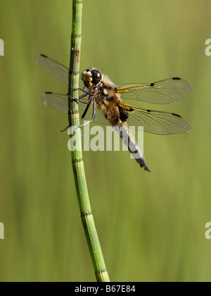 Vier spotted Chaser-Libelle.<p>Stover Landschaftspark.<p>Jun 2006 Stockfoto