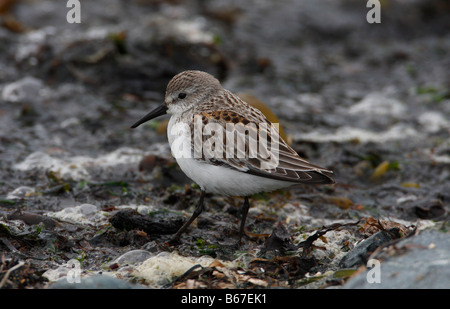 Western-Strandläufer-Calidris Mauri auf Algen entlang der Küste bei Whiffin spucken Vancouver Island BC im September Stockfoto