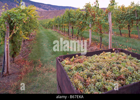 Ernte reif Gewuertztraminer Trauben in der südlichen Okanagan Region British Columbia Kanada Stockfoto