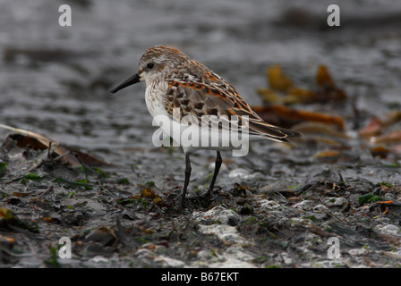 Western-Strandläufer-Calidris Mauri auf Algen entlang der Küste bei Whiffin spucken Vancouver Island BC im September Stockfoto