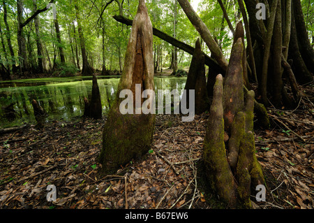 Sumpfzypresse Taxodium Distichum Chickenbranch Spüle Wakulla county North Florida Stockfoto