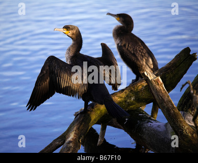Zwei schwarze Kormorane Phalacrocorax Carbo Perched auf einem Stück Treibholz. Stockfoto