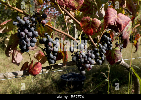 Vinho Verde Reben in der Region Minho, Portugal Stockfoto