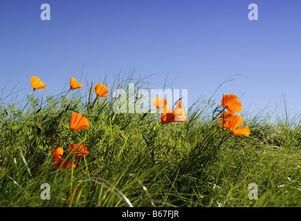 Kalifornischer Mohn in der Wiese Stockfoto