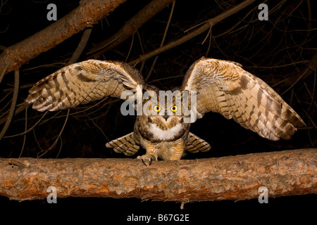 Große gehörnte Eule (Bubo Virginianus) nachts Stockfoto