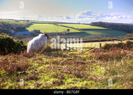 Dartmoor Schafe wollige Schafe auf Dartmoor National Park mit Blick auf Feld und eine hügelige Landschaft Stockfoto