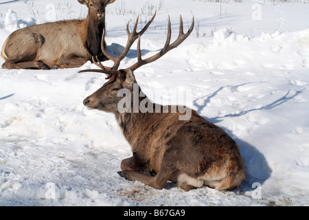 Karibus im Schnee liegend Stockfoto