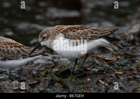 Western-Strandläufer-Calidris Mauri auf Algen entlang der Küste bei Whiffin spucken Vancouver Island BC im September Stockfoto