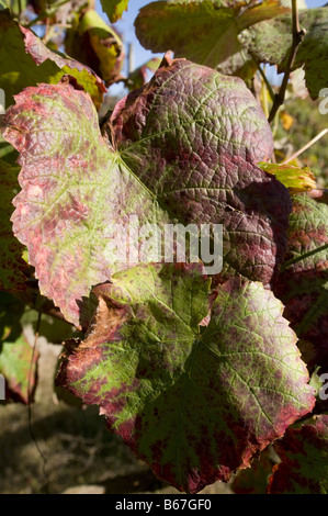 Vinho Verde Reben in der Region Minho, Portugal Stockfoto