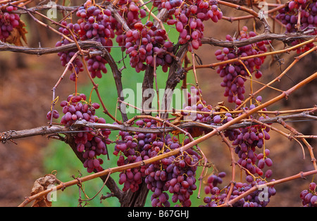 Red table grapes, Australia Stockfoto