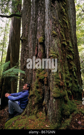 Alten Waldbestands, Styx Valley, Tasmanien, Australien Stockfoto