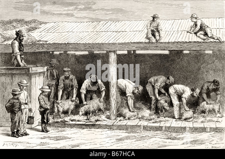 Schafschur in Australien um 1880 Stockfoto