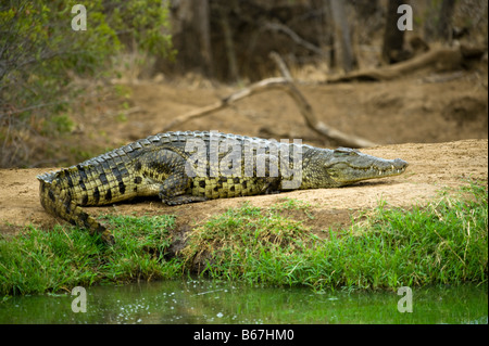 wild wild Nil-Krokodil Crocodylus Niloticus liegend schlafen Schlaf aus Wasser Wasserloch Süd-Afrika Südafrika Dicke, Fette Stockfoto