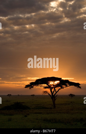 Serengeti-Sonnenaufgang und Regenschirm Thorn Tree Acacia Tortilis Tansania Stockfoto