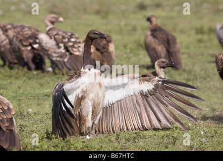 Weiß gesichert Geier Pseudogyps Africanus Ndutu Tansania Stockfoto