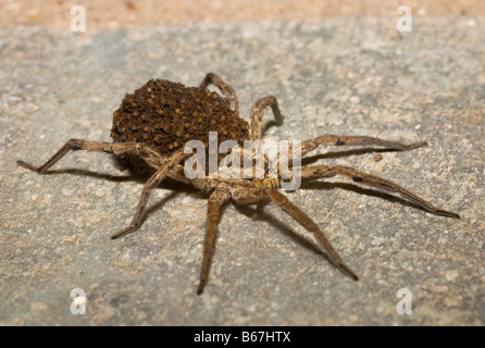 Weibliche Wolfspinne Lycosa Narbonensis tragen Hunderte von Jungspinnen auf ihr zurück Peloponnes Griechenland Stockfoto