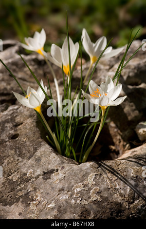 Reihe von Herbst-Krokusse Crocus Boryi südlichen Peloponnes Griechenland Stockfoto