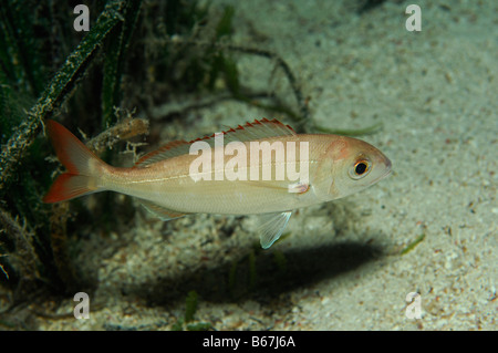 Acillary Brassen Pagellus Acarne Susac Insel Adria Kroatien Stockfoto