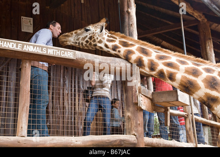 Langata Giraffe Center Nairobi Kenia Afrika Stockfoto