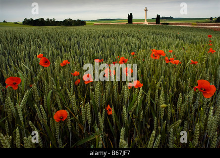 Mohnblumen Friedhöfe Rancourt Somme Battlefields CWGC WW1 Opfer mutigen erinnern Erinnerung Ehre Stockfoto