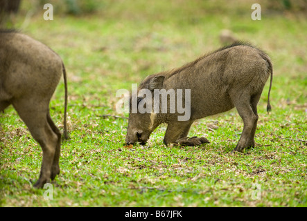 wild wild WARZENSCHWEIN Phacochoerus Aethiopicus Schwein Schwein-wie Grazer Rooter Knien knien für die Fütterung grass Süd-Afrika Süd af Stockfoto