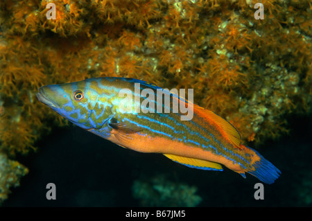 Kuckuck Lippfische Labrus Bimaculatus Vis-Insel-Adria-Kroatien Stockfoto