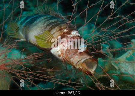 Bemalte Comber gefangen in Net Serranus Scriba Vis Insel Adria Kroatien Stockfoto