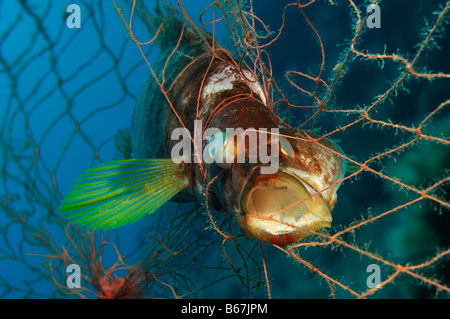 Bemalte Comber gefangen in Net Serranus Scriba Vis Insel Adria Kroatien Stockfoto