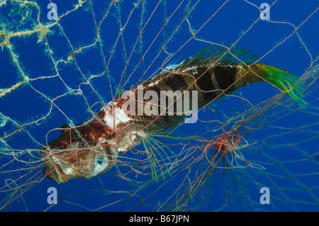 Bemalte Comber gefangen in Net Serranus Scriba Vis Insel Adria Kroatien Stockfoto