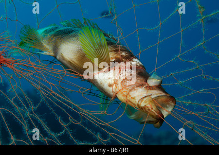 Bemalte Comber gefangen in Net Serranus Scriba Vis Insel Adria Kroatien Stockfoto