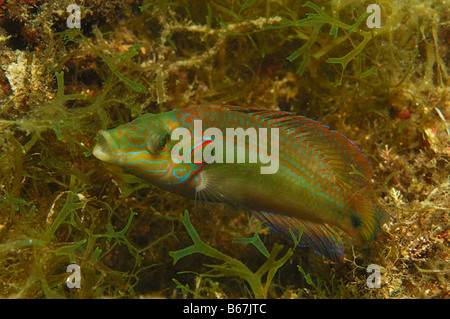 Ocellated Lippfische Symphodus Ocellatus Piran Adria Slowenien Stockfoto